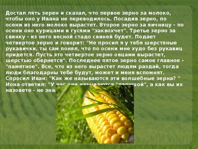 Кукуруза относится к группе. Кукуруза доклад. Сообщение о кукурузе. Презентация на тему кукуруза. Кукуруза культурное растение.