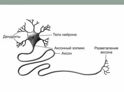 Дендриты аксоны серое вещество