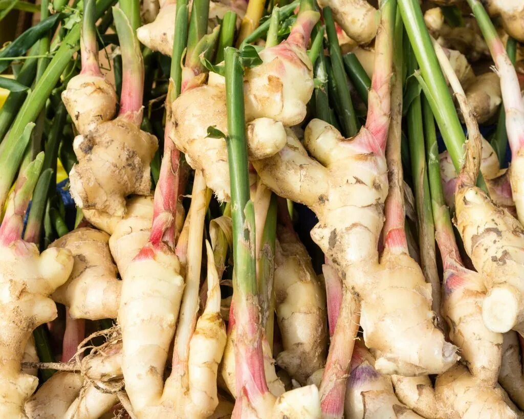 Как выглядит имбирь. Zingiber officinale. имбирь растение. имбирь корневище. имбиря лекарственного корневища.
