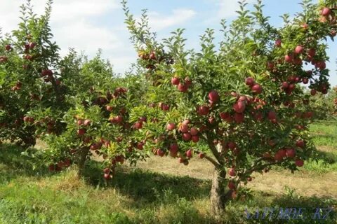 Ақша үшін секс