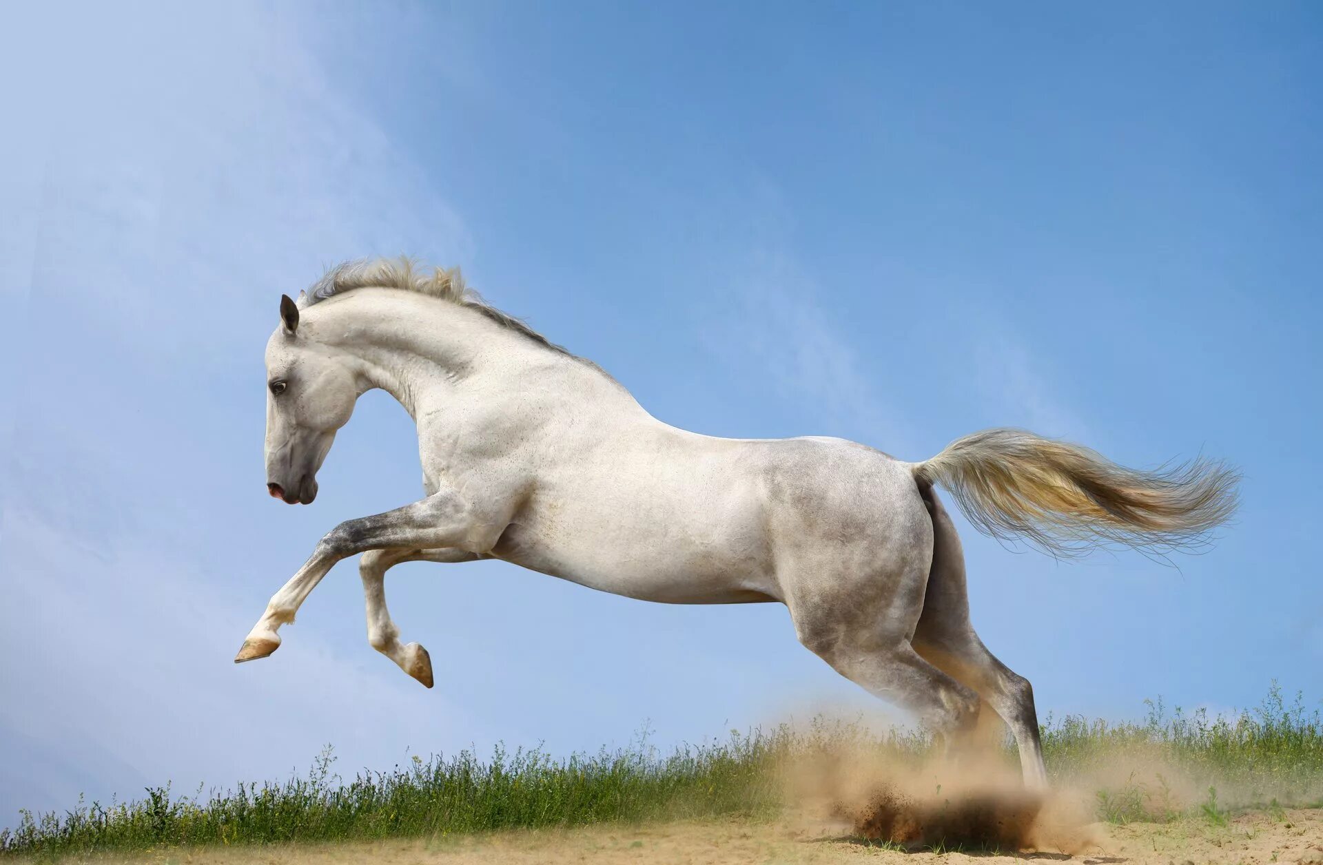 Убегающий конь. Белая лошадь. Лошадь бежит. Лошадь в прыжке. Конь скачет.