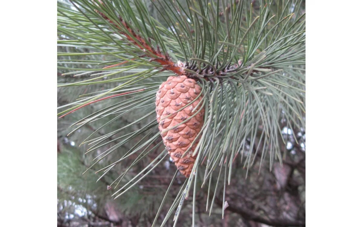 Сосновые порядок хвойные. Pinus pallasiana. Сосна Палласа Крымская Pinus pallasiana шишки. Сосна Крымская, Палласова. Сосновые (порядок).