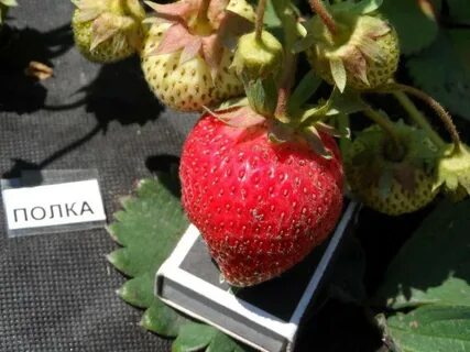 Полька клубника описание отзывы