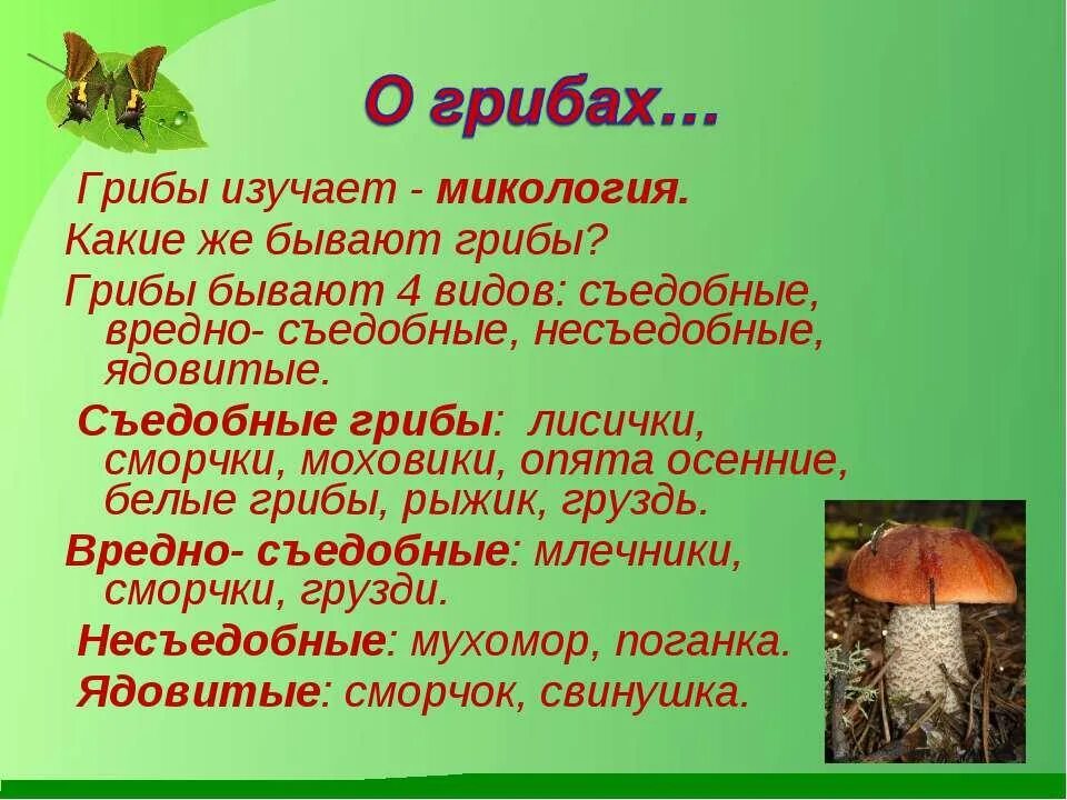 План сообщения о грибах. План сообщения о грибах. Бледная поганка гриб сообщение 3 класс. Тема царство грибов. План сообщения о грибах.