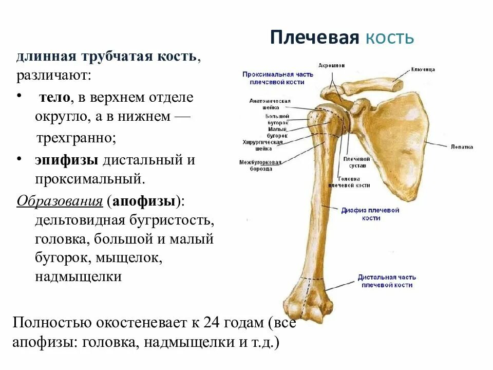 Каких костей относятся кости лопатки. Плечевая кость проксимальный эпифиз. Плечевая кость строение на скелете. Плечевая кость, анатомические структуры.. Трубчатая плечевая кость и её отделы.