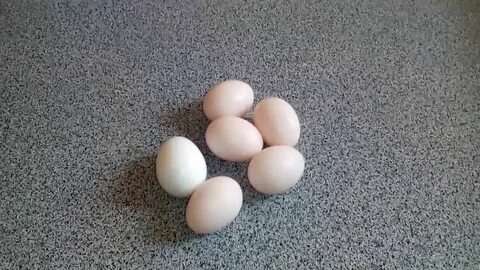 Голубиное яйцо