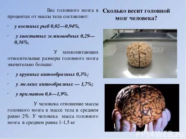 Сколько весит мозг