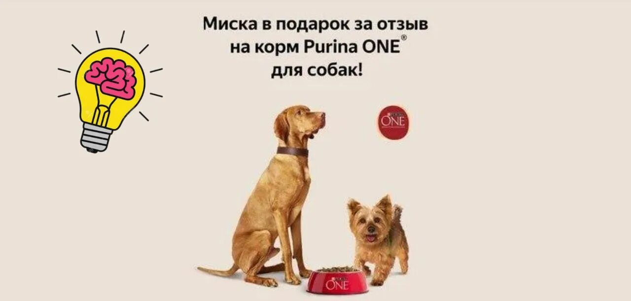 Возьмешь миску. Возьмешь миску. Папурина ван собака. Возьмешь миску. Мать плохому не научит кошки.