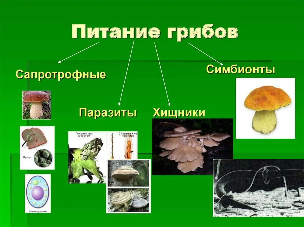 питание грибов 5 класс биология. грибница питание. схема питания грибов 6 класс биология. грибы по способу питания являются. схема питания грибов 6 класс.
