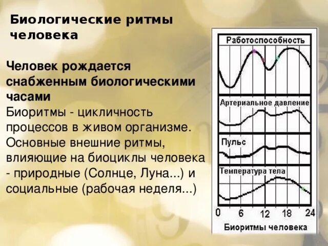 Биоритмы циркадные ритмы. Высокочастотные биоритмы человека. Суточные ритмы человека. График суточных ритмов человека. Биологические ритмы дня