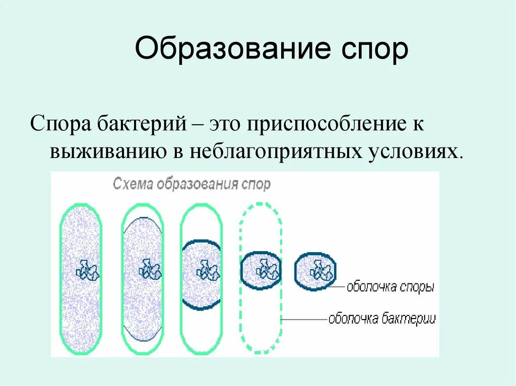 Что значит обнаружены споры