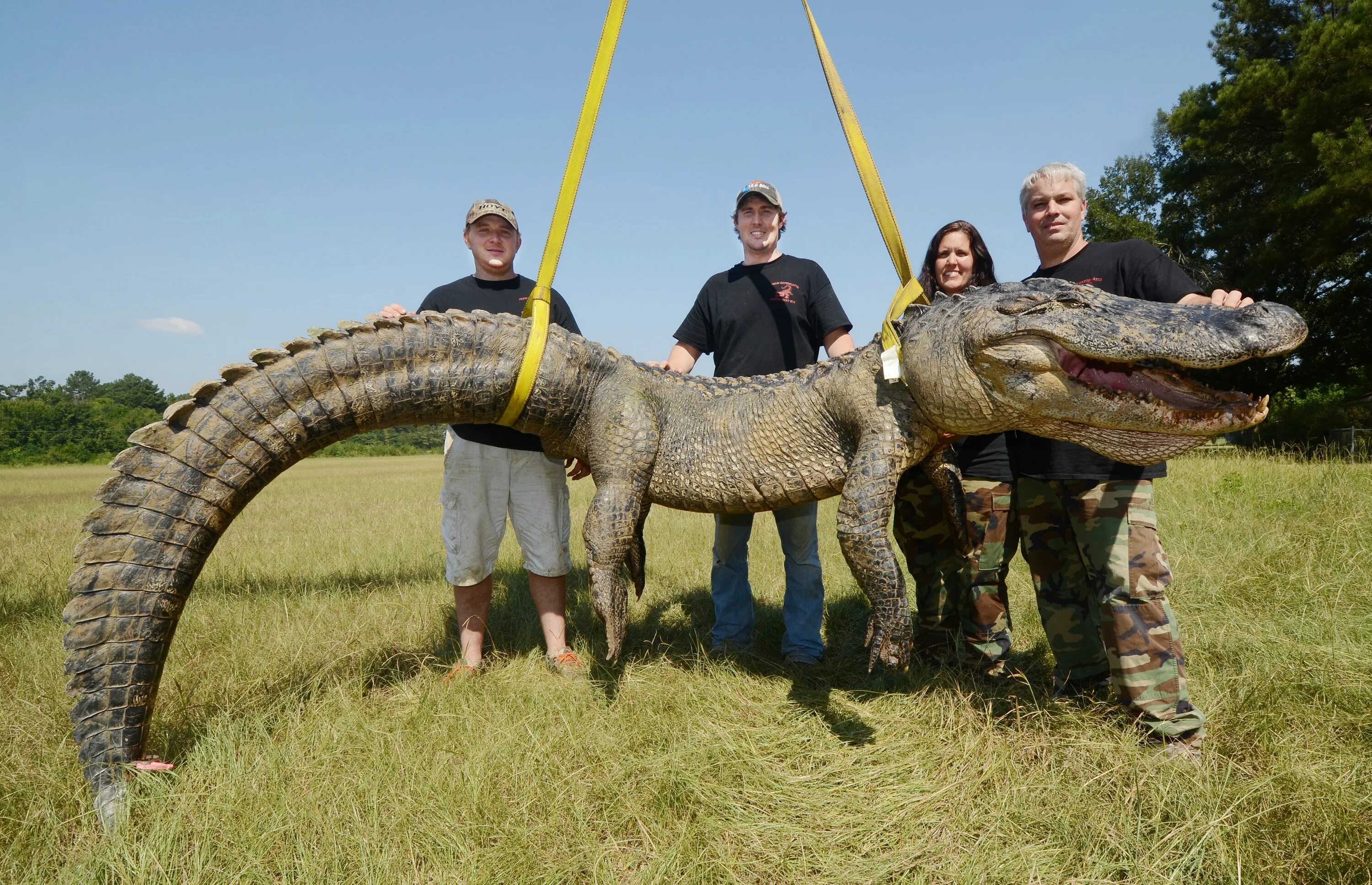 Самое большое поколение. Giant Alligator. Самые огромные животные. Огромный зверь.