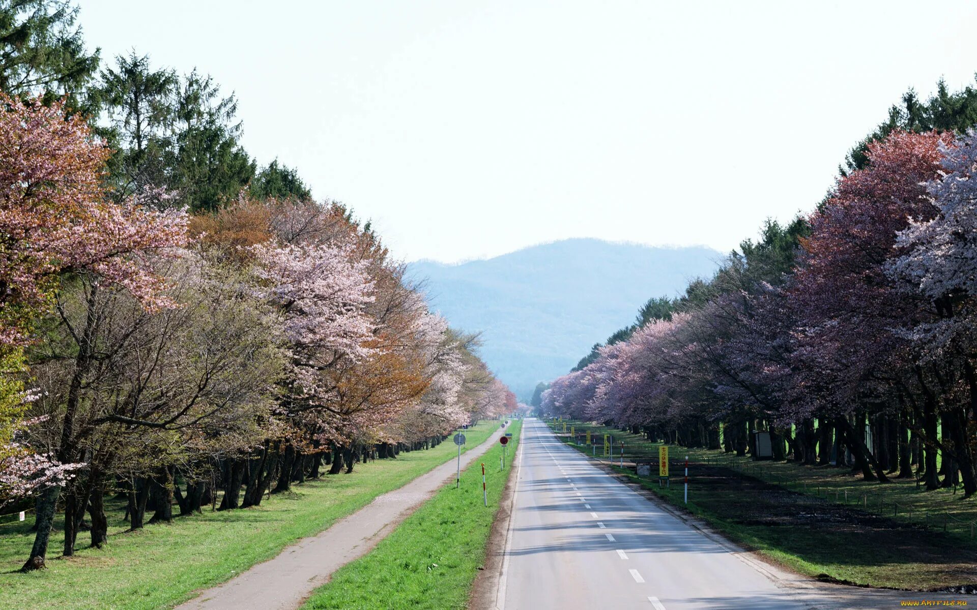 Yellow spring road япония. Сакура Хоккайдо. Хоккайдо Япония. Парк Сакуры Хоккайдо. Хоккайдо цветение Сакуры.