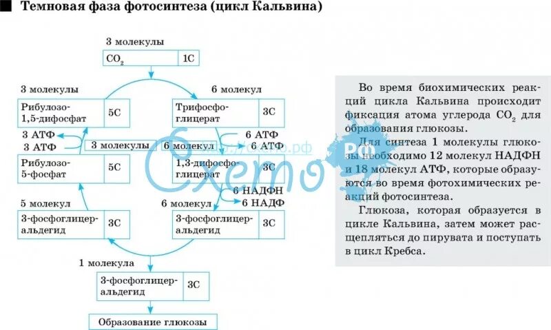 Темновая фаза таблица. Темновая фаза фотосинтеза цикл Кальвина. Схема Темновой фазы фотосинтеза. Темновая фаза фотосинтеза ЕГЭ. Темновая фаза фотосинтеза цикл Кребса.