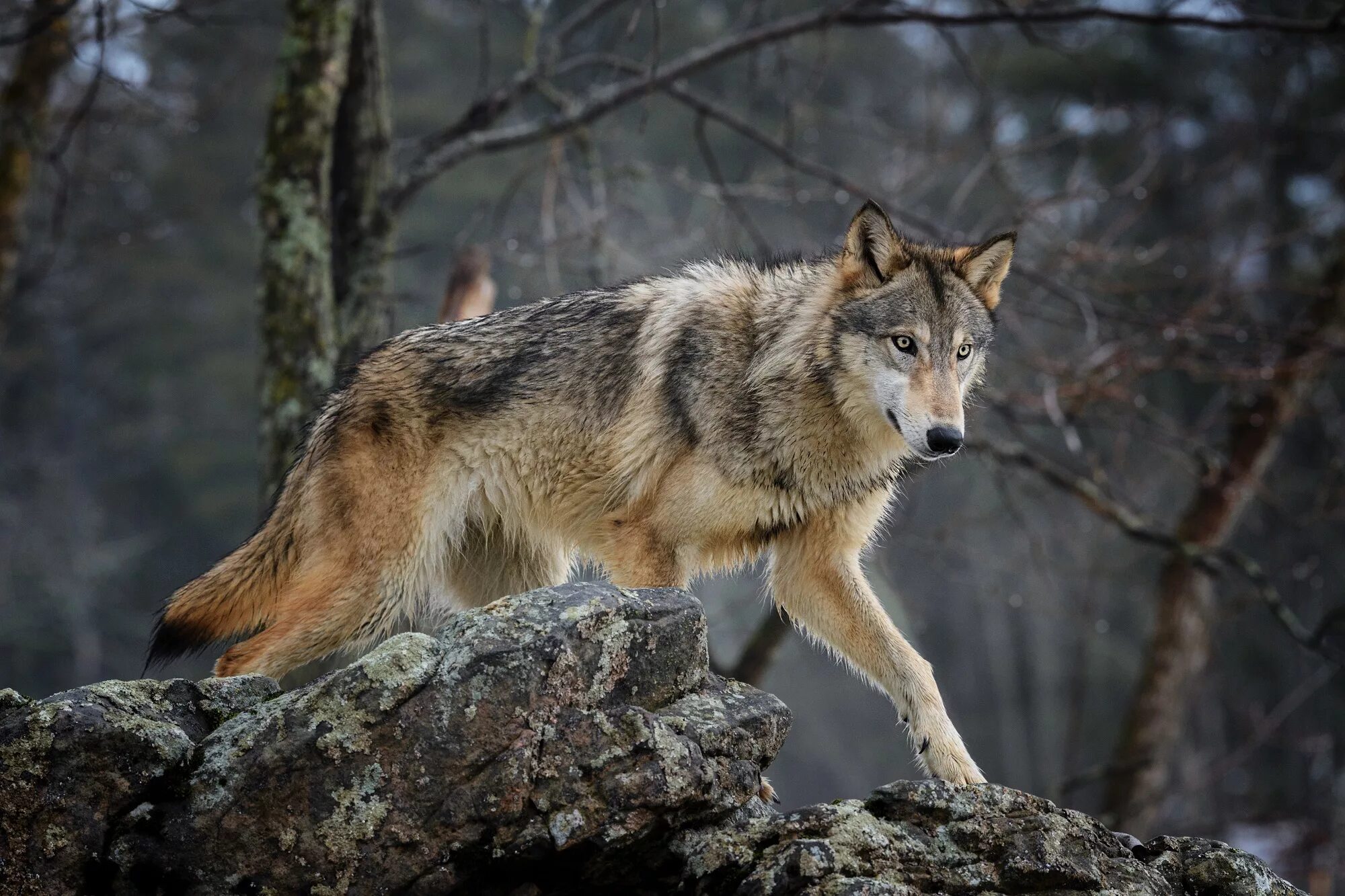 Волк canis Lupus. Карпатский волк. Волк - canis Lupus l.. Таёжный волк.