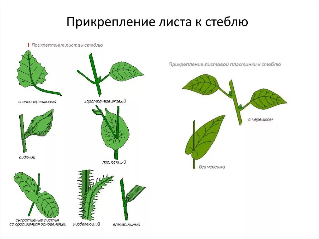 Растения с листья с черешком. Прикрепление к стеблю и черешок. Типы черешков у листа. Типы прикрепления листьев к стеблю.