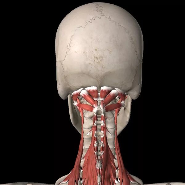 Болит шея у основания головы. Подзатылочные мышцы шеи анатомия. Разгибатели шеи анатомия. Длинные разгибатели шеи анатомия.