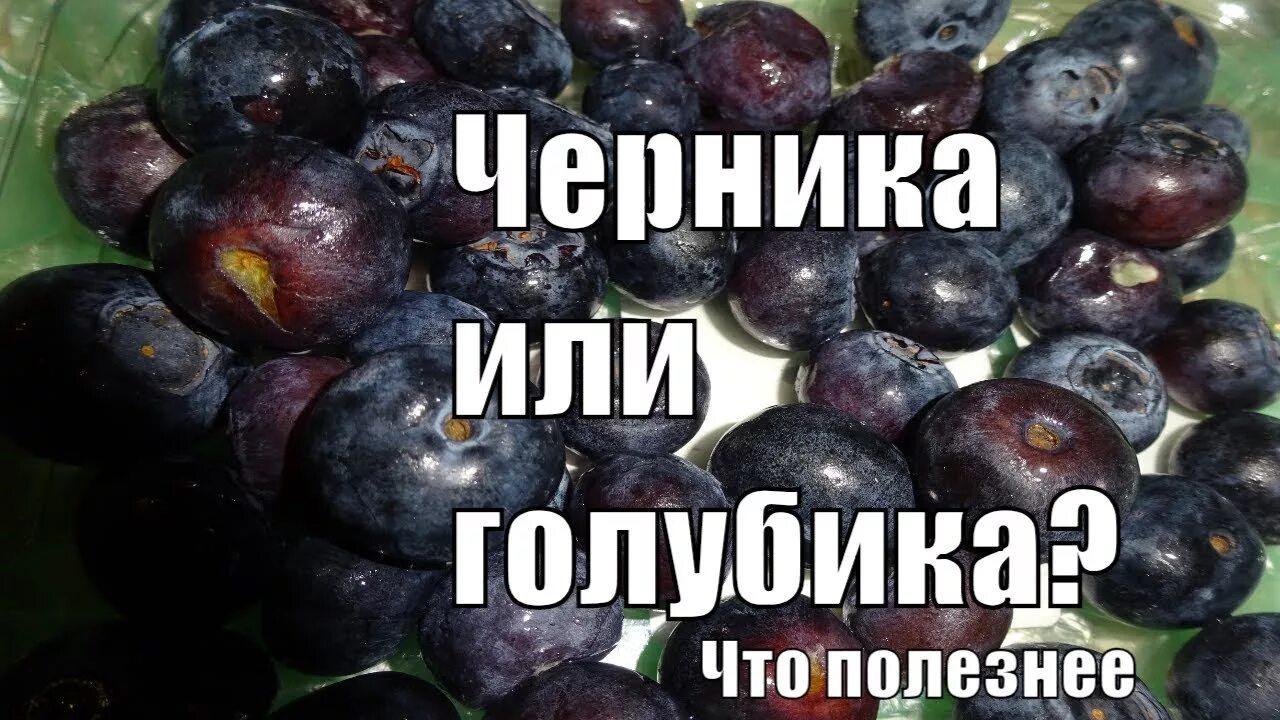 Голубика польза и вред для женщин. Чем полезна голубика. Голубика чем полезна для здоровья. Голубика польза. Для чего полезна голубика.