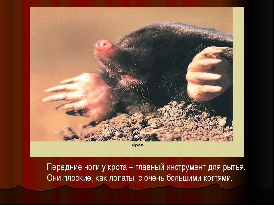 Особенности внешнего строения крота. Передние конечности крота. передние конечности кота.