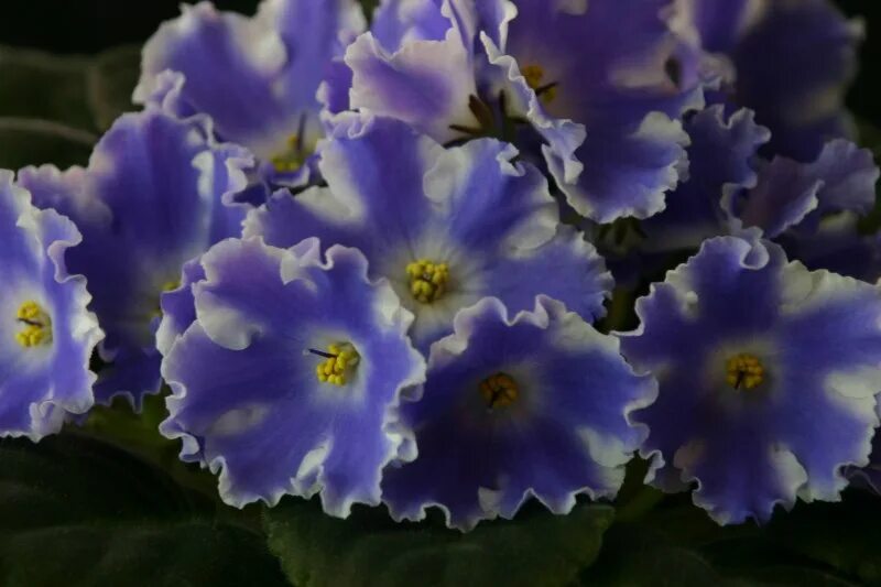 Фиалка рс маугли. Фиалка лавандовая жемчужина. Фиалка рс виконт. Фиалка метагалактика. Фиалка сорт аквамарин.