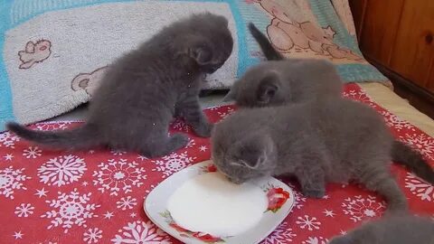 Прикорм котят с 1 месяца