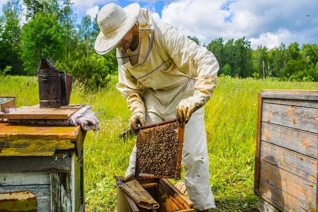 Когда собирают мед. Пасечное Пчеловодство. Башкирский мед бортничество. Пасечник на пасеке.