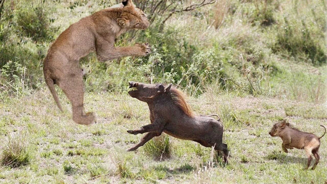 Паразит хозяин 2 хищник жертва. Леопард охотится. Ягуар охотится. Гепард прыгает.