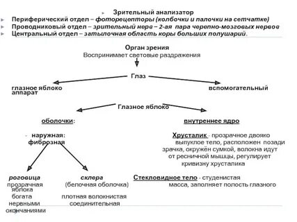 Периферический проводниковый центральный отделы анализаторов
