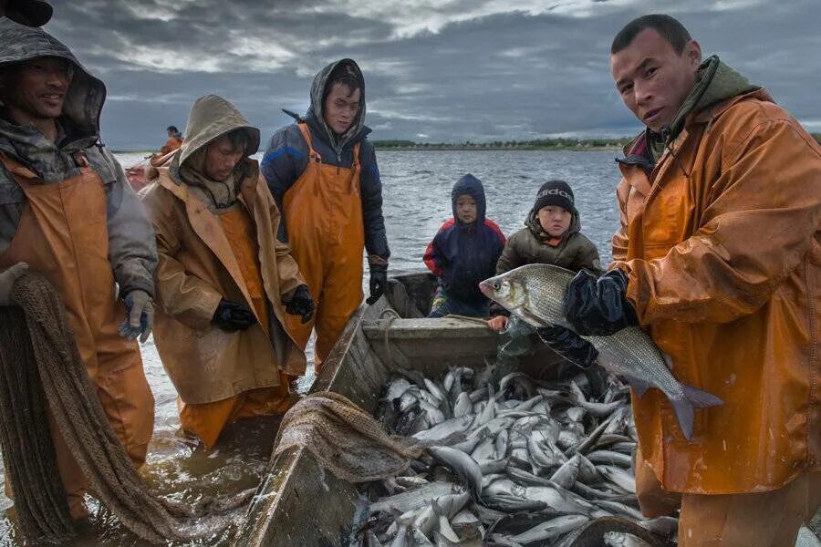 Ненцы охота. Ямал ненцы охота рыбалка. Рыболовство народов севера. Ненцы рыбаки. Рыболовство в Арктике.