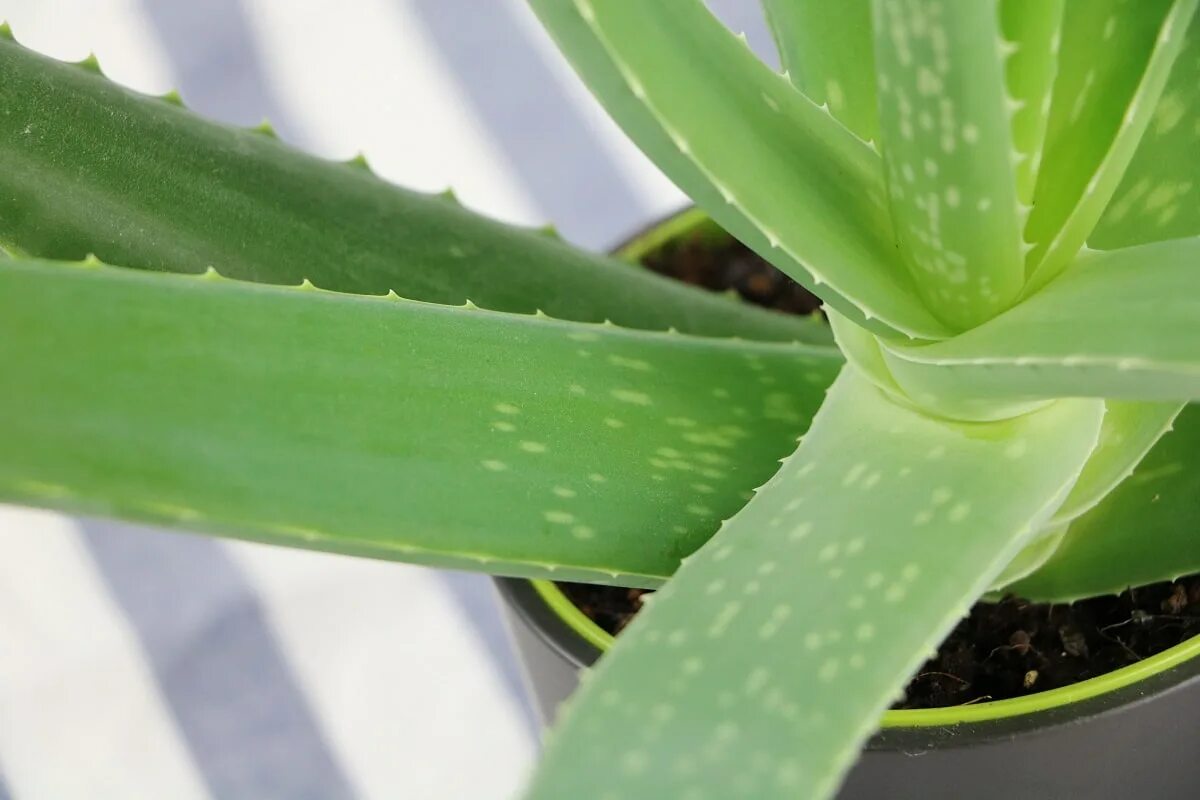 Aloe vera купить. Алоэ барбаденсис. Листья алоэ барбаденсис. Алоэ бетсиленское.