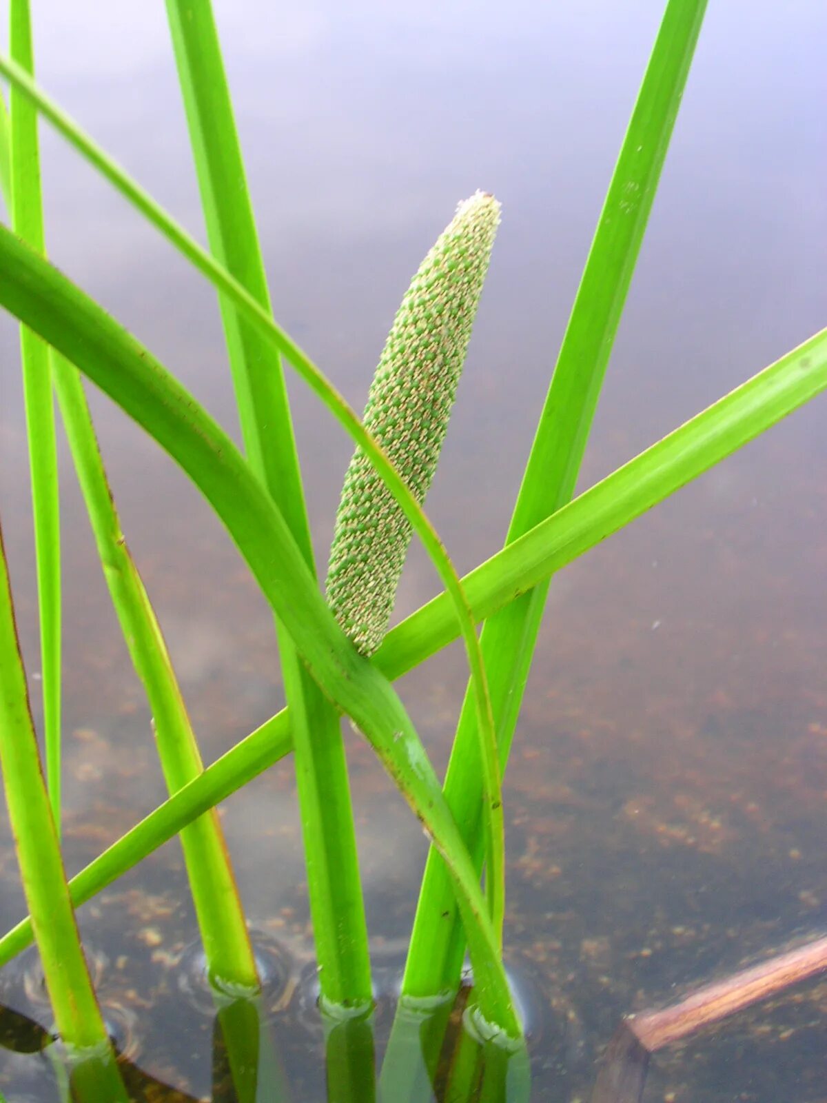 Стали аира. АИР обыкновенный - Acorus Calamus. АИР болотный (Acorus Calamus). АИР обыкновенный болотный. Акорус Каламус.