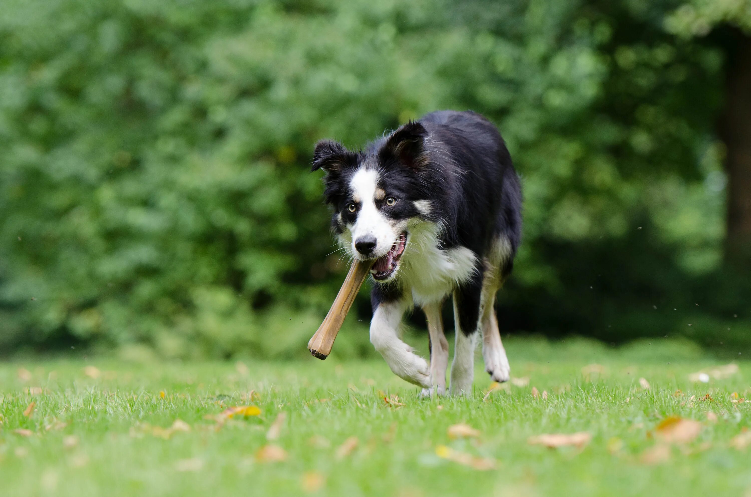 Pet park. Бордер-колли. Собака бордер колли. Бордер колли щенки. Бордер колли с косточкой.