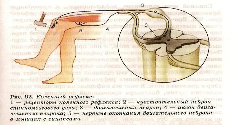 Чувствительное коленного рефлекса. Схема рефлекторной дуги коленного рефлекса. Рис 125 коленный рефлекс. Рефлекторная дуга коленного рефлекса. Рефлекторная дуга разгибательного коленного рефлекса.