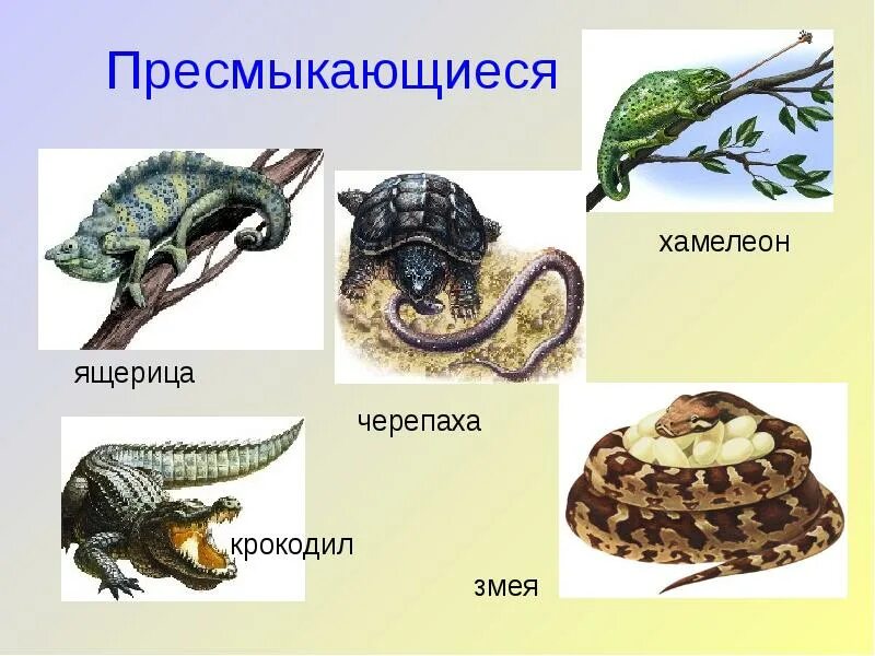 Назовите 3 пресмыкающихся. Примеры пресмыкающихся. Название пресмыкающихся животных. Пресмыкающиеся представители. Группа животных пресмыкающиеся.