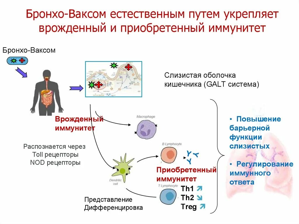 Приобретенный иммунный ответ. Врожденный и приобретенный иммунитет. Врожденный иммунитет и приобретенный иммунитет. Иммунное регулирование. Galt и иммунитет.