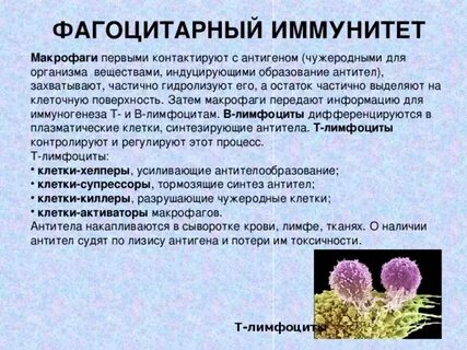 Фагоцитарная теория иммунитета
