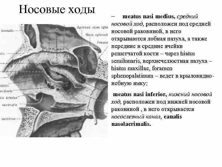 В верхний носовой ход открывается пазуха. Средний носовой ход расположен. Носовые ходы. Средний носовой ход латынь. Апертуры решетчатых пазух.