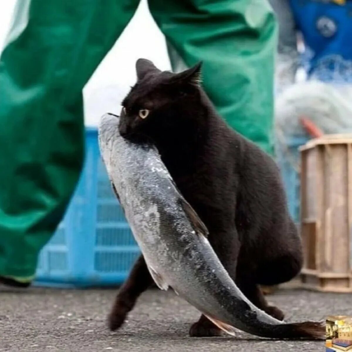 Кот добыча. Кот с рыбой. Кот тащит рыбу. Кот ворует рыбу. Кот стащил рыбу.