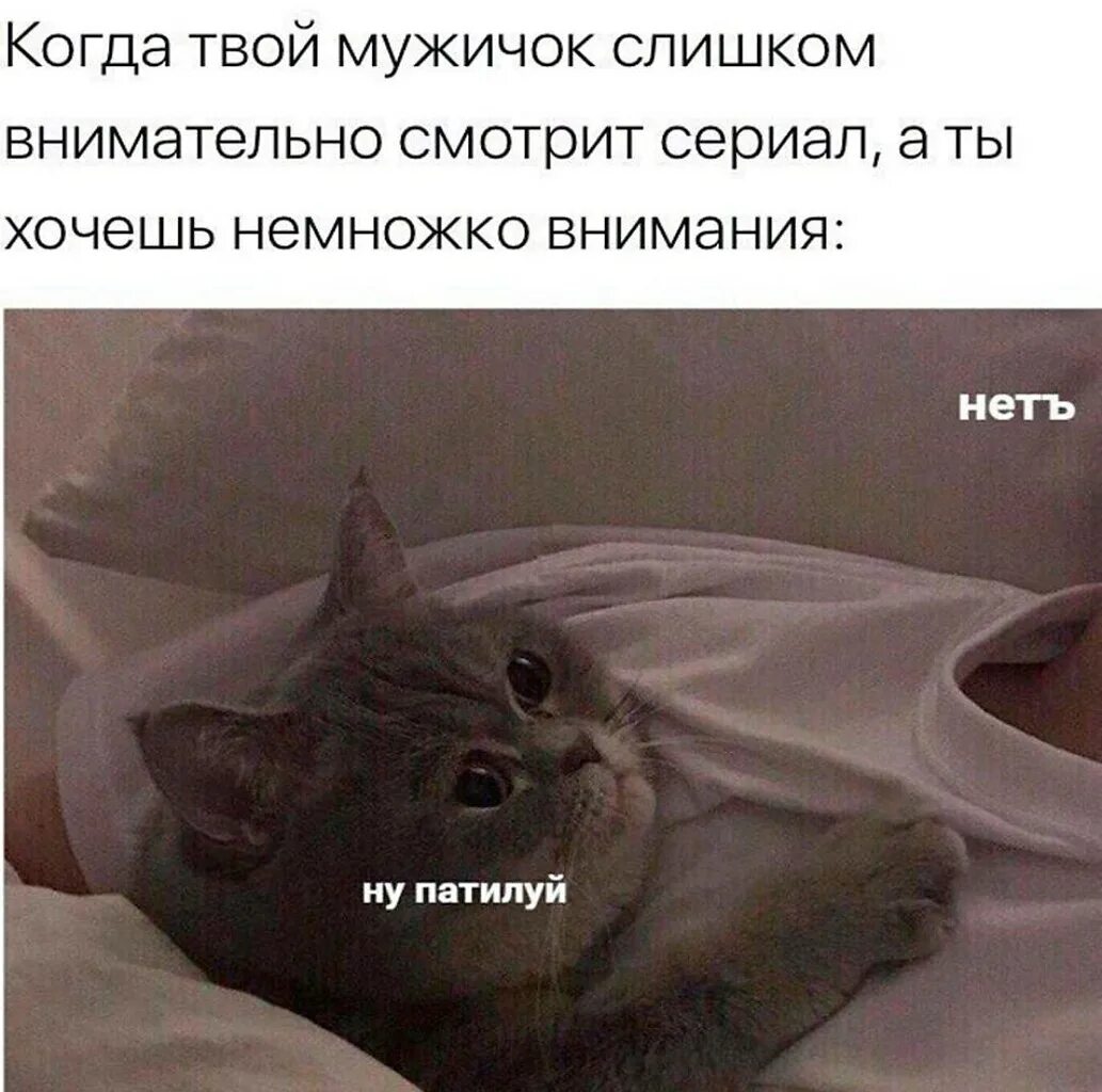 Милые котики с надписями. Неть котик. Ну патилуй кот. Мем с котом ну патилуй. Все внимание будет твоим