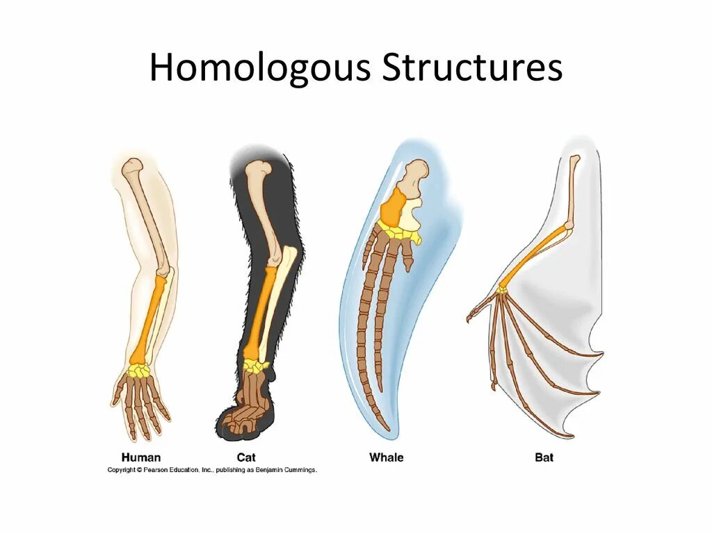 Сравнительная анатомия. Эволюция конечностей. Конечности млекопитающих. Сравнительная анатомия человека и животных.