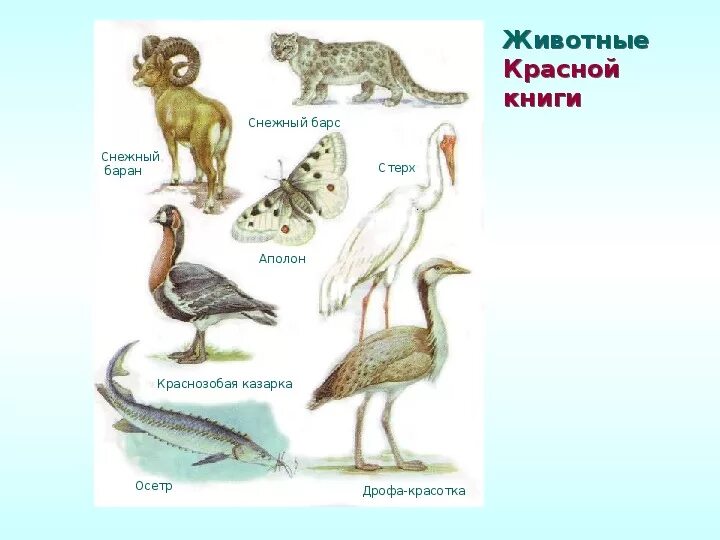 Раскраска Красная книга распечатать бесплатно