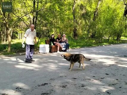 Собаки таганрог