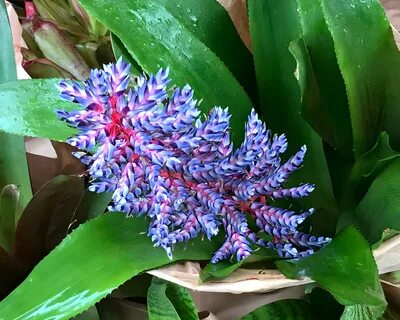 Aechmea 'Blue Rain' .