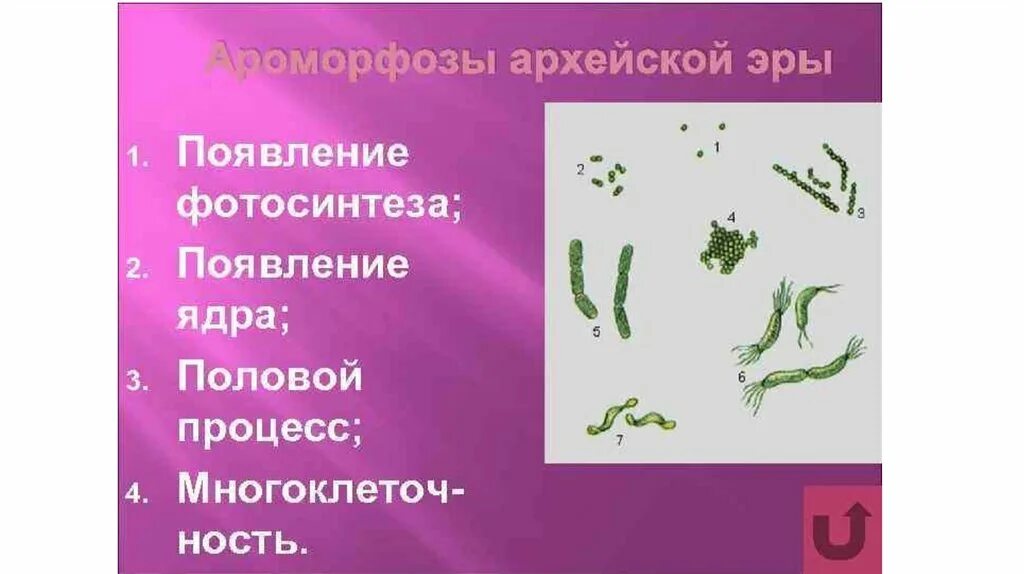 Ароморфозы протерозойской эры. Ароморфозы Архея. Ароморфозы архейской эры. Ароморфозы котархейской эры. Основные ароморфозы Архея.