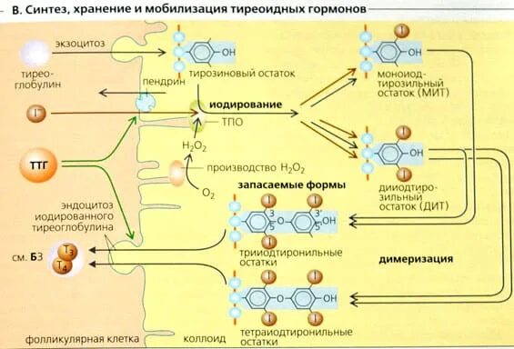 Участвуют в синтезе гормонов. Схема синтеза тиреоидных гормонов. Биосинтез тиреоидных гормонов схема. Синтез тиреоидных гормонов биохимия схема. Синтез гормонов щитовидной железы схема.