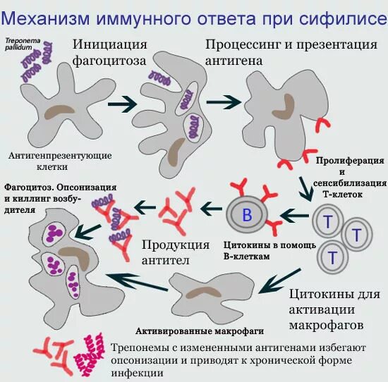 Иммунный ответ при сифилисе. Этиология первичного сифилиса. Патогенез сифилиса схема. Сифилис способы передачи и симптомы. Иммунный ответ при инфекциях