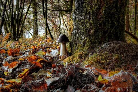 Какой запах в осеннем лесу