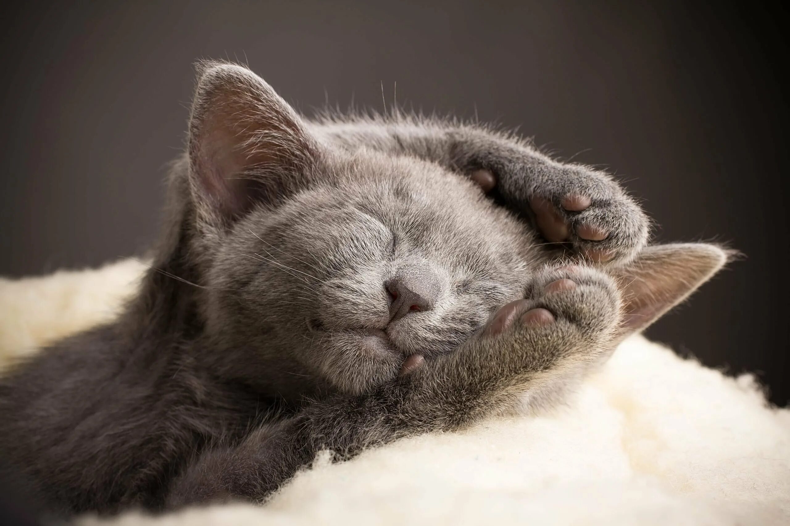 Спокойный это какой. Спящие коты. Спящий котик. Спокойной ночи котики. Спокойный кот.