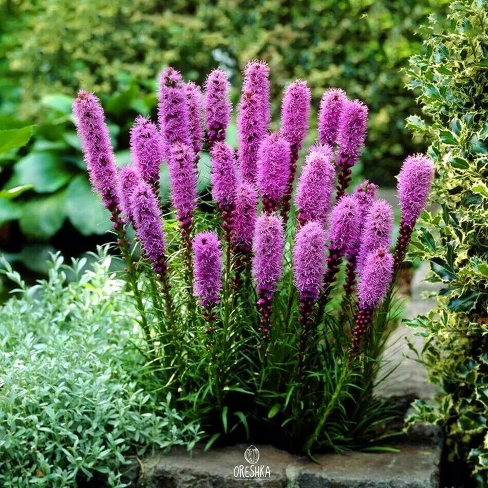 Лиатрис Кобольд. Лиатрис Floristan Violett. Лиатрис колосковый Liatris spicata.