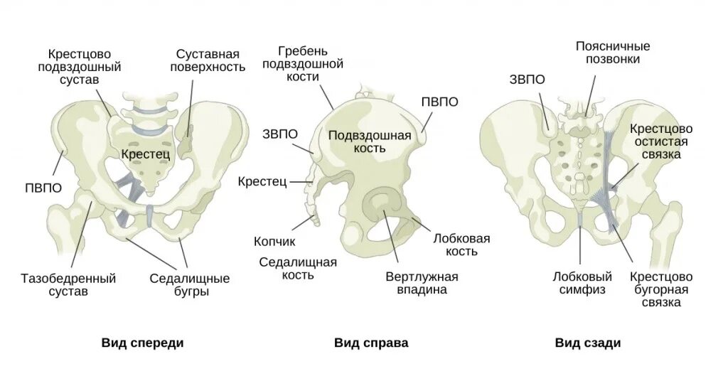 Крестец подвздошная кость анатомия. Крестцово подвздошный сустав анатомия строение. Крестец подвздошная кость